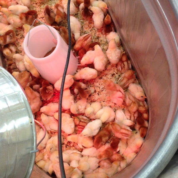 Tractor Supply Co. Hardware Store in Minot