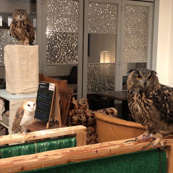 Cafe Hoot Hoot Cafe Cafe Hoot Hoot Cafe