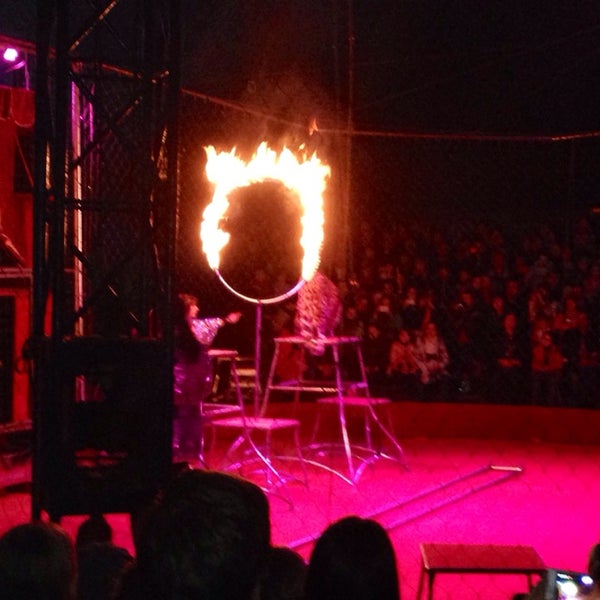 Цирк шоу персидских леопардов. Золотой дракон уфа шоу персидских леопардов. Шоу персидских леопардов. Шоу персидских леопардов миасс. «шоу персидских леопардов» с улицы.