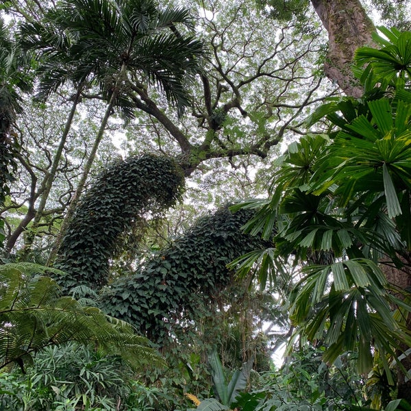 12/31/2018 tarihinde 力 蔵.ziyaretçi tarafından Hawaii Tropical Botanical Garden'de çekilen fotoğraf