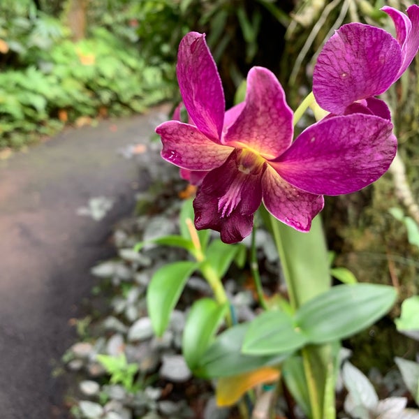 Снимок сделан в Hawaii Tropical Botanical Garden пользователем 力 蔵. 12/31/2018