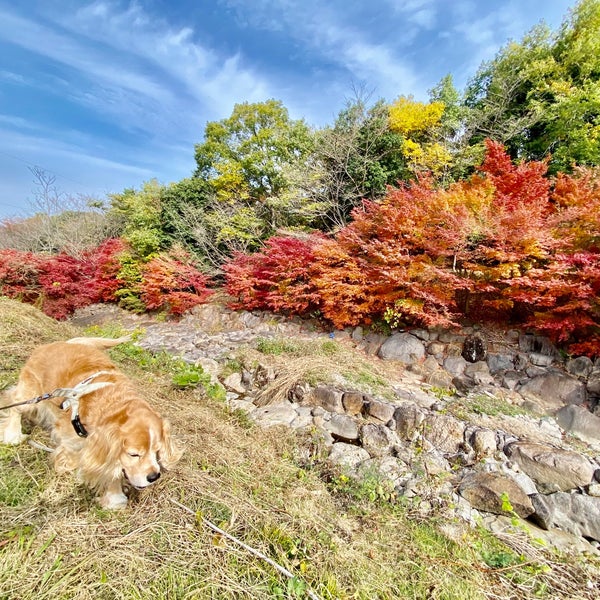 Photos At 八面山平和公園 The Mount Hachimen Peace Monument Historic Site In 中津市