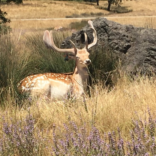 Photo taken at Wildlife Safari by Nancy R. on 7/22/2018