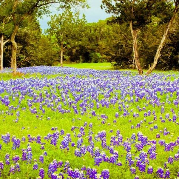 Photos At Anderson Creek Cabins Glen Rose Tx
