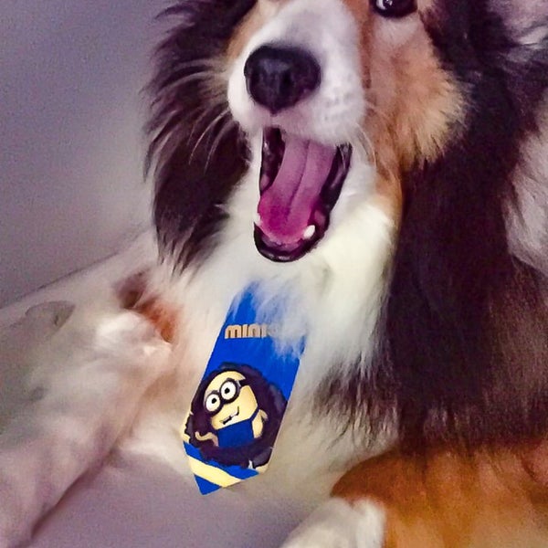 paraiso pets & supplies