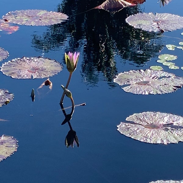 Снимок сделан в Naples Botanical Garden пользователем Gretchen N. 1/5/2020