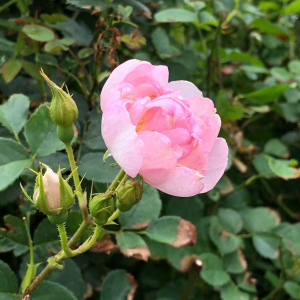 English Garden Rose Cafe 国分寺 国分寺市 東京都 English Garden Rose Cafe 国分寺 国分寺市 東京都