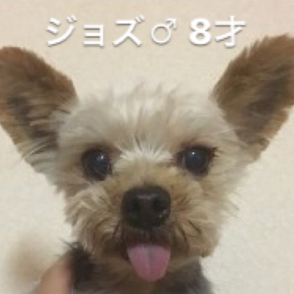 Photos At Dogcafedolbomドッグカフェドルボム 中央区 大阪市中央区 大阪府 Photos At Dogcafedolbomドッグカフェドルボム 中央区 大阪市中央区 大阪府