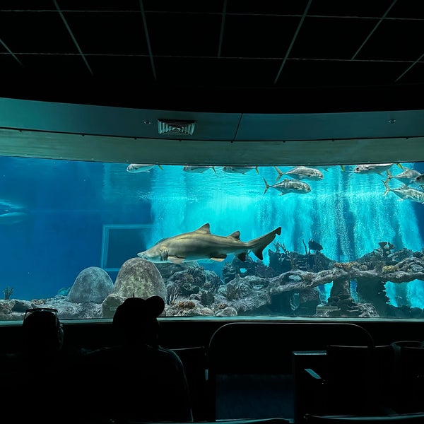 5/13/2023にLin C.がOdySea Aquariumで撮った写真