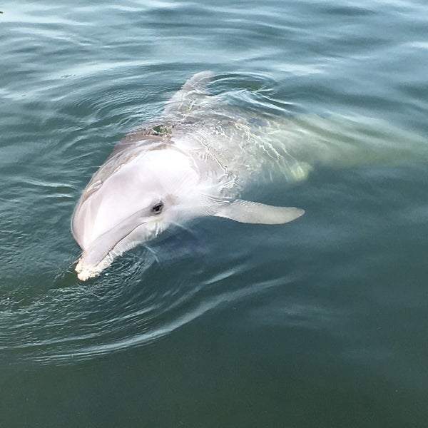 Foto scattata a Dolphin Research Center da Andreas S. il 8/17/2016