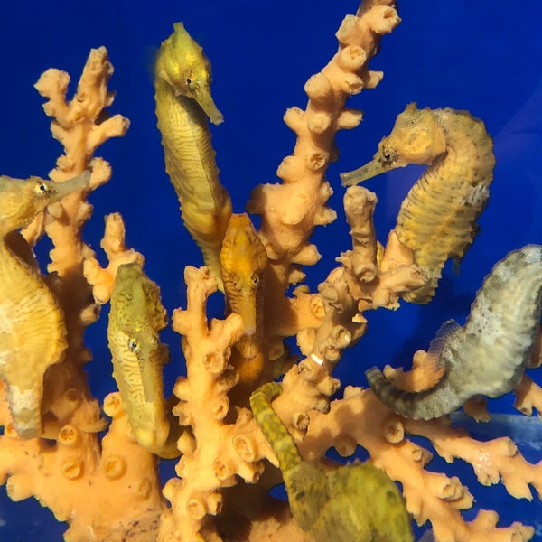 Ocean Rider Seahorse Farm 7 Tips From 336 Visitors