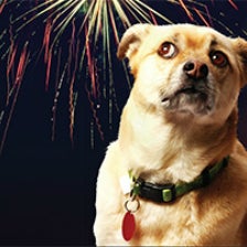 4th of July Safety Tips for Pets & their Owners.