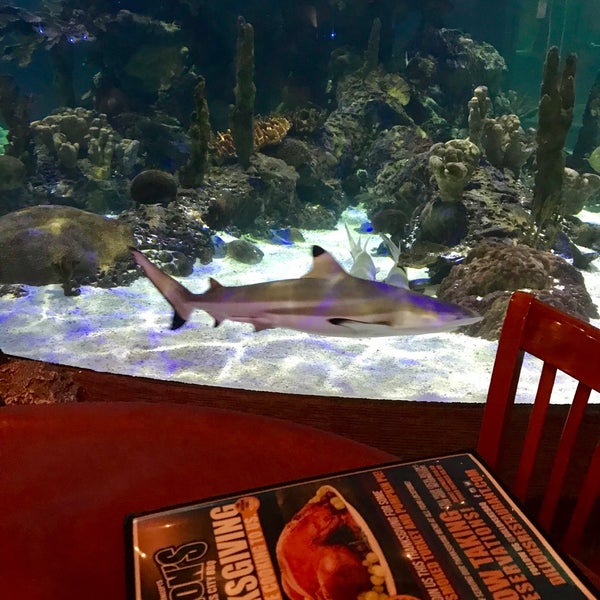 Photos at Dillon's KC BBQ at Wildlife World Zoo Wildlife World Zoo