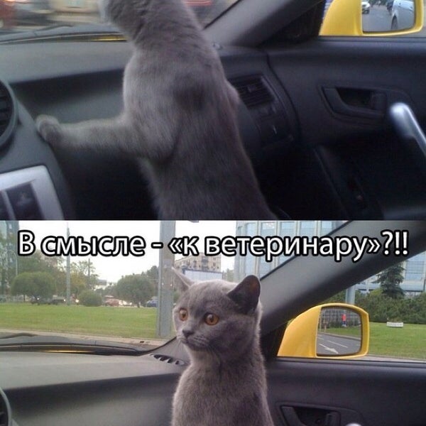 Не что поехали прикол. Бабка за рулем с собакой. Ещё раз посигналишь вообще никуда не поеду. Включи не поедем. Включи не поедем.