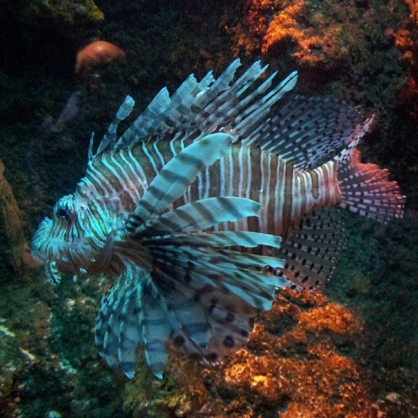 Aquadom & SEA LIFE Berlin - Aquarium in Mitte