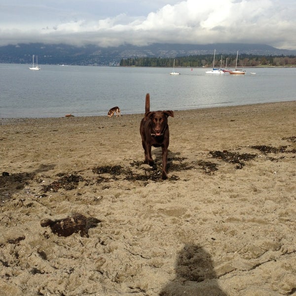 Are Dogs Allowed At Kits Beach