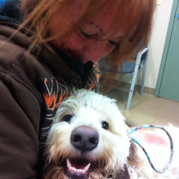 aurora animal shelter