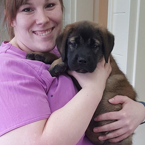 chateau dog & cat hospital