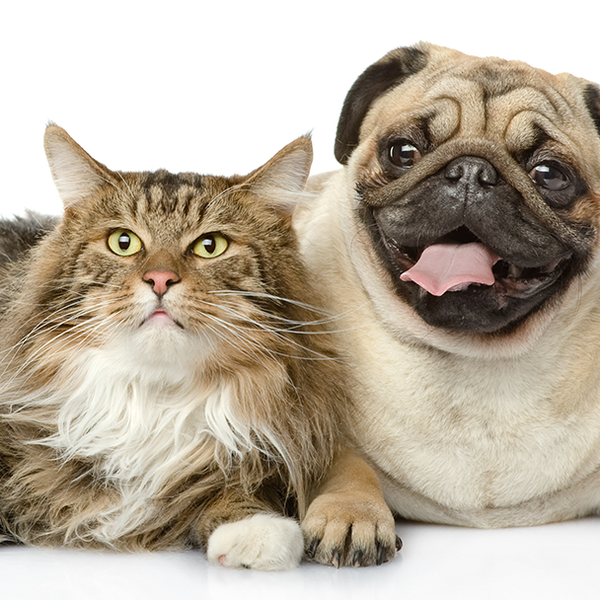 chateau dog & cat hospital