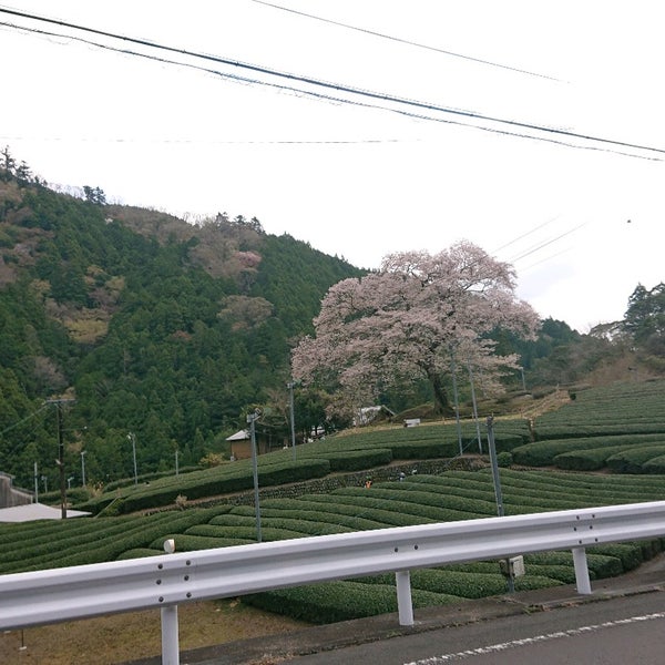 Photos At 牛代のみずめ桜 家山牛代