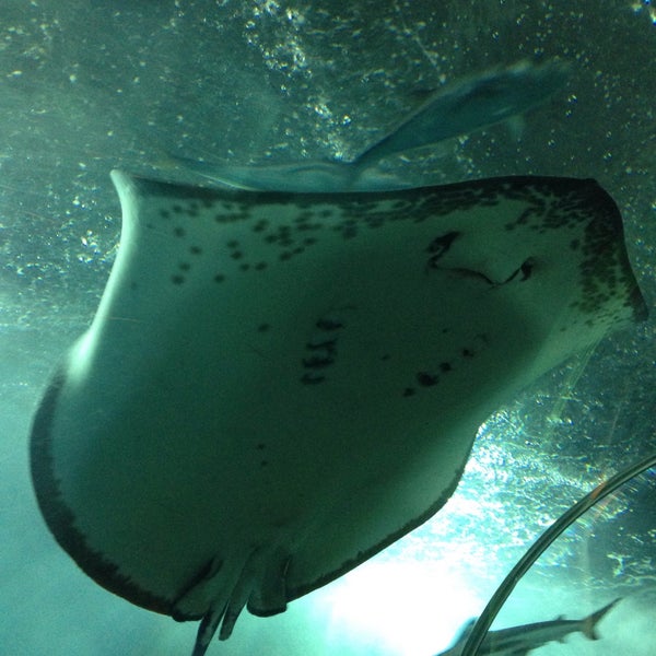 Foto diambil di Underwater World And Dolphin Lagoon oleh Екатерина М. pada 12/28/2014
