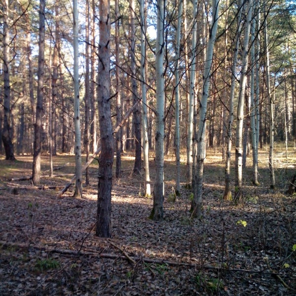 Волжско-камский заповедник татарстана. Раифский дендрологический сад. Сосновый лес татарстана. Леса в волжском. Лес в волжском.