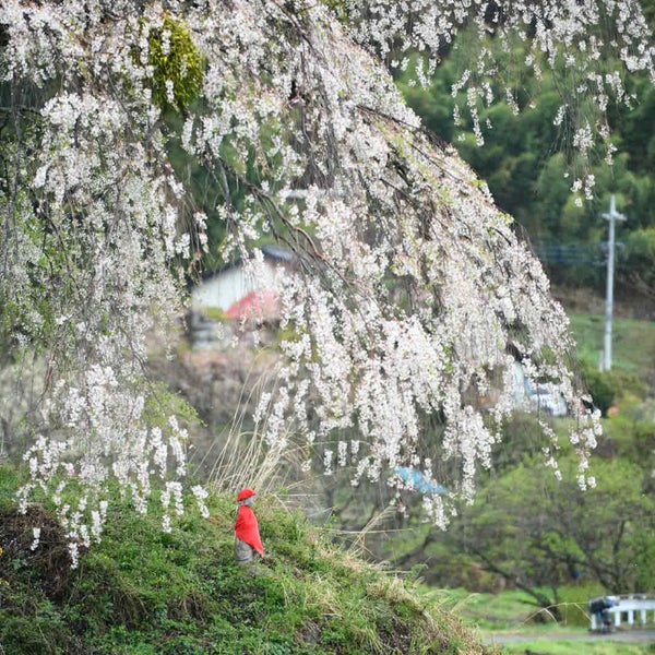 上発知のシダレザクラ 沼田市 群馬県