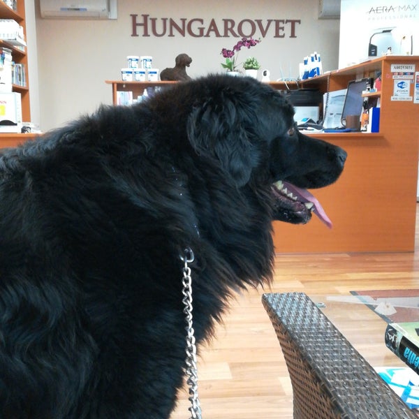 Legjobb állatorvos magyarország