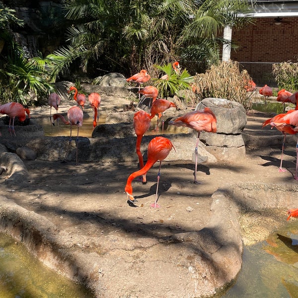 Photo taken at Audubon Zoo by Melissa M. on 3/7/2021