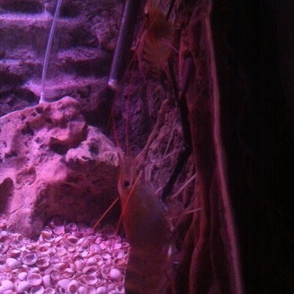 Алуштинский аквариум и севастопольский. Ялта океанариум в «ялте-интурист». Ялтинский океанариум. Ялтинский океанариум. Отель ялта интурист океанариум.