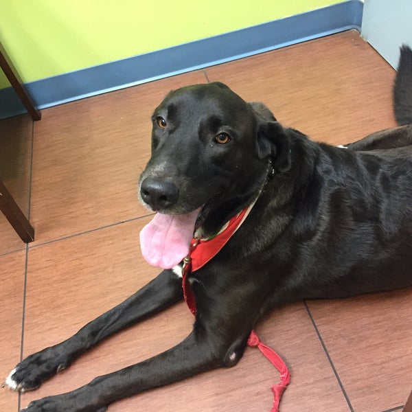 vca cabrera animal hospital