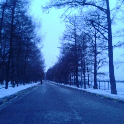 Лиственничная аллея тимирязевской академии. Лиственничная аллея североуральск. Лиственничная аллея д. Лиственничная аллея москва. Лиственничная аллея 4.