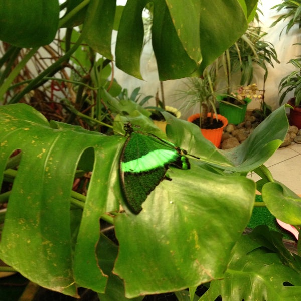 5/4/2013にEvgeniy A.がМузей живых бабочек «Тропический рай»で撮った写真