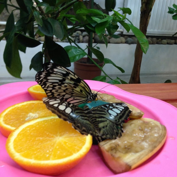 Снимок сделан в Музей живых бабочек «Тропический рай» пользователем Evgeniy A. 5/4/2013