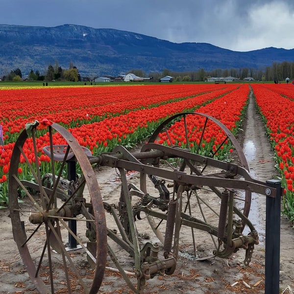 Chilliwack Sunflower Festival Greendale Cattermole Yarrow 1 tip