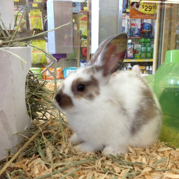 rabbit pet supermarket