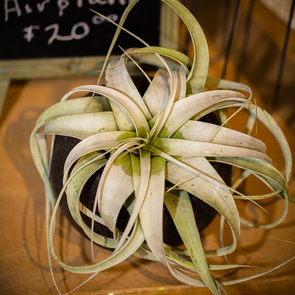 Beautiful Blooms by Jen Sylvania, OH