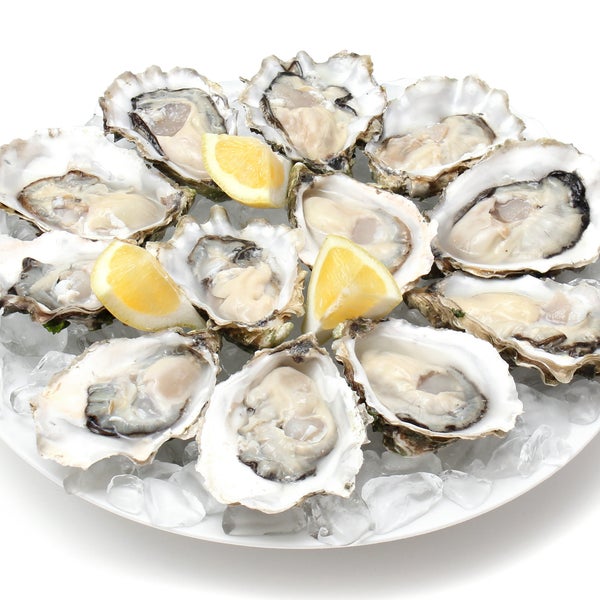 Enjoy some fresh oysters @ Wild Lotus on the beachfront in Hervey Bay!