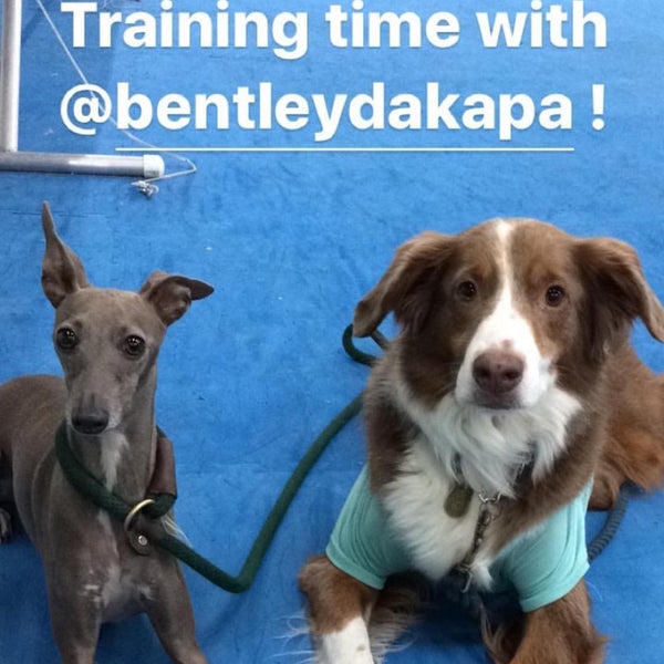 Applause Your Paws Dog Training Miami, FL