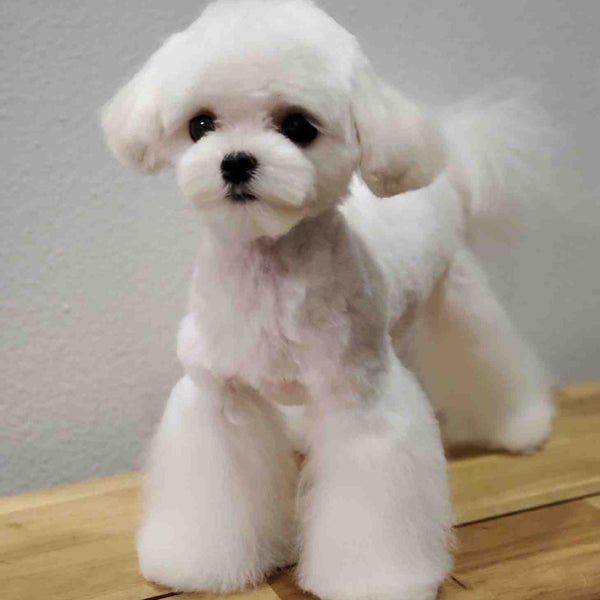 Photos at FLOOF Pet Grooming Green Lake Seattle, WA