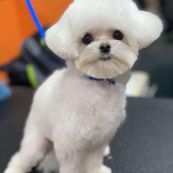 A Cut Above Grooming Salon Lincoln Square 4 tips from 94 visitors