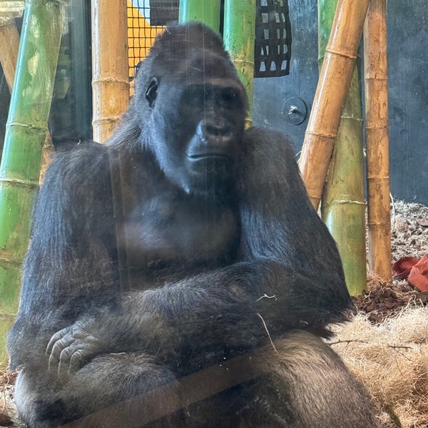 Das Foto wurde bei Lincoln Park Zoo von Courtney T. am 2/17/2024 aufgenommen