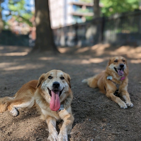 McCarren Dog Park Williamsburg Brooklyn, NY