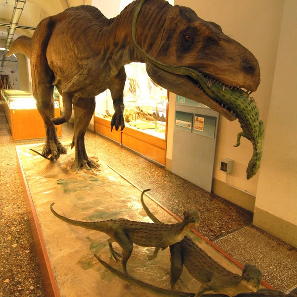 Through its displays the Museum illustrates the history of palaeontology in Italy and the story of Life on Earth.