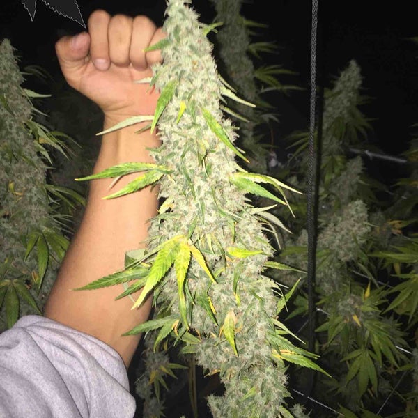 Cannabis Edibles