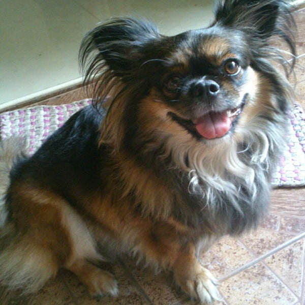 tiendesitas pet salon Pet Supplies Store