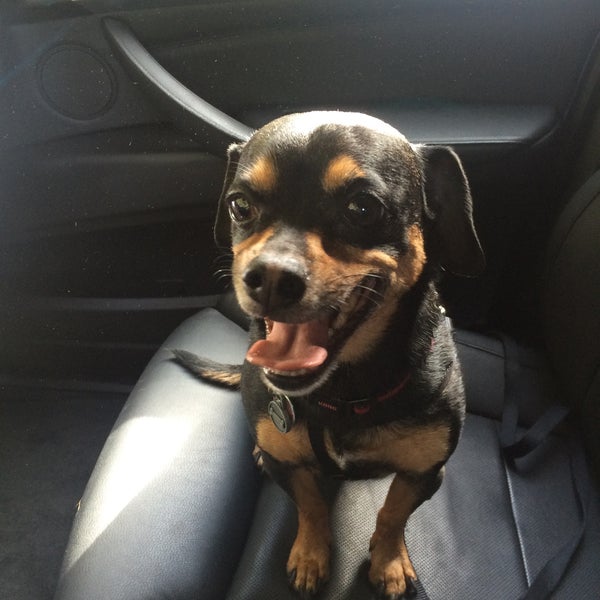 vca winchester animal hospital