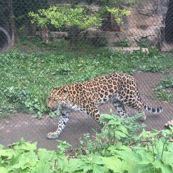 Photo taken at Lincoln Park Zoo by Rich B. on 7/7/2017