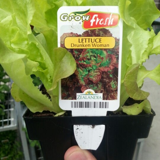 Mitre 10 MEGA Hardware Store in Hornby