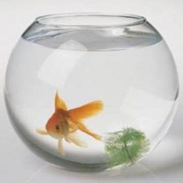 Купить Рыбок Для Аквариума В Екатеринбурге